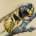 Common wasp (Vespula vulgars)